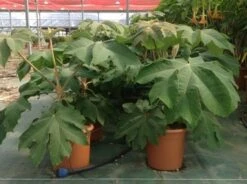 Rijstpapierplant (Tetrapanax Papyrifer) -Tuinplanten Winkel tetrapanaxpapyrifera02