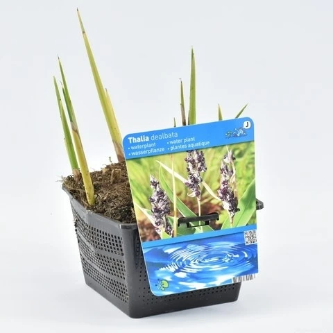 Thalia (Thalia Dealbata) 4 Thalia (Thalia Dealbata) - Afbeelding 2