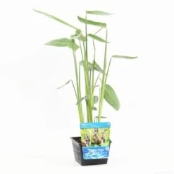 Thalia (Thalia Dealbata) 12 Thalia (Thalia Dealbata) -Tuinplanten Winkel thalia dealbata s 2