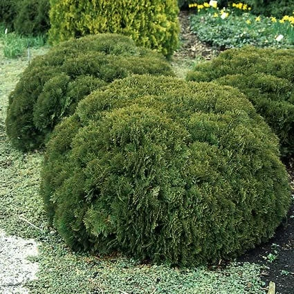 Thuja (Thuja Occidentalis 'Danica') 4 Thuja (Thuja Occidentalis 'Danica') - Afbeelding 2