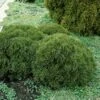 Thuja (Thuja Occidentalis 'Tiny Tim') -Tuinplanten Winkel thottim 1