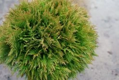 Thuja (Thuja Occidentalis 'Danica') 10 Thuja (Thuja Occidentalis 'Danica') -Tuinplanten Winkel thuja danica01