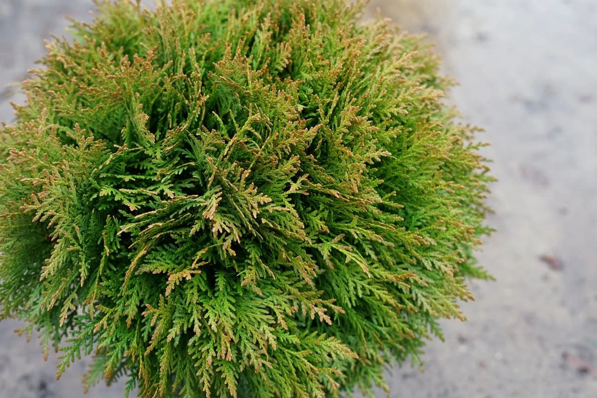 Thuja (Thuja Occidentalis 'Danica') 5 Thuja (Thuja Occidentalis 'Danica') - Afbeelding 3