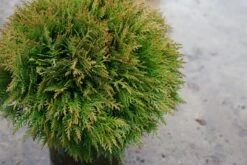 Thuja (Thuja Occidentalis 'Danica') 13 Thuja (Thuja Occidentalis 'Danica') -Tuinplanten Winkel thuja danica02