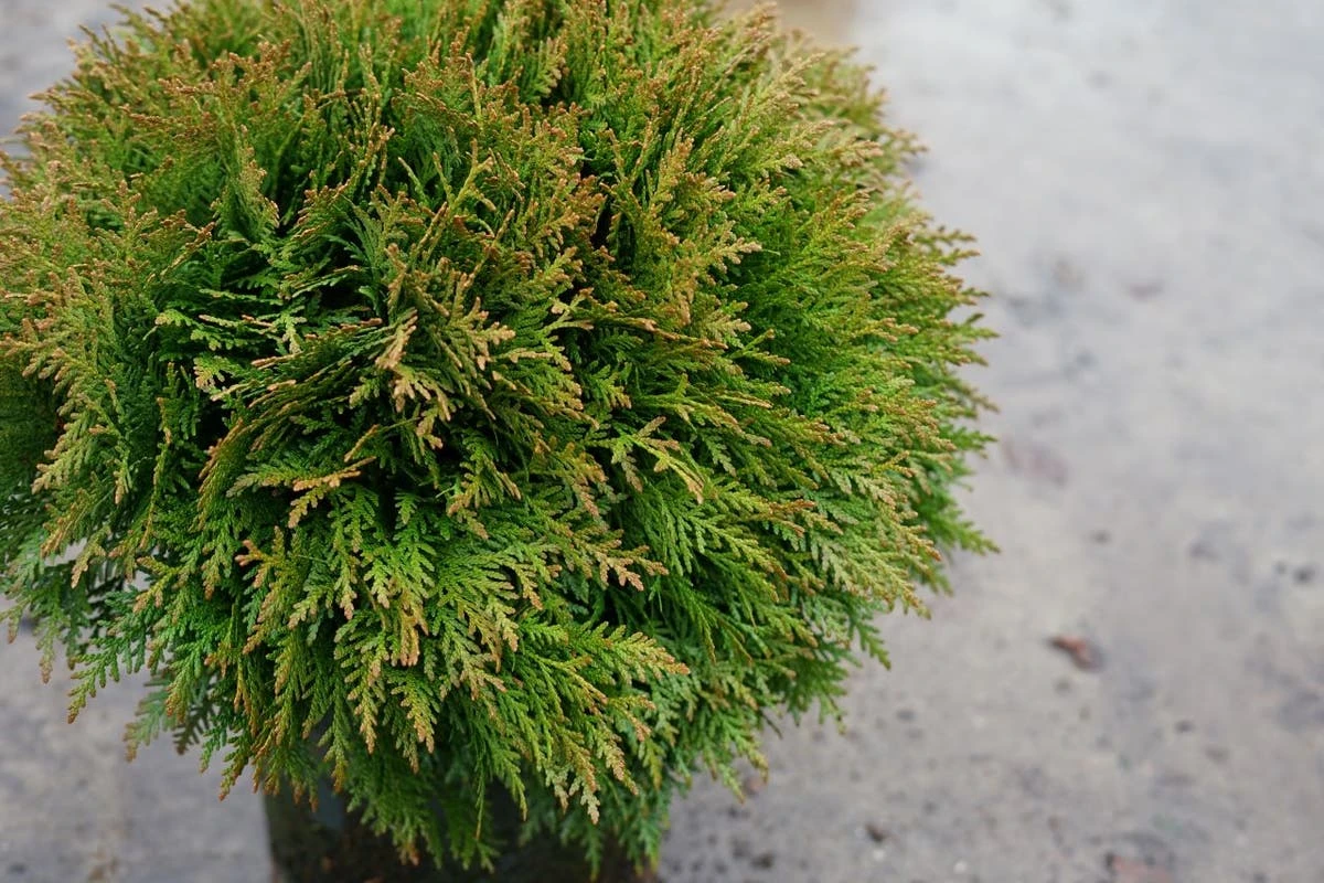 Thuja (Thuja Occidentalis 'Danica') 8 Thuja (Thuja Occidentalis 'Danica') - Afbeelding 6