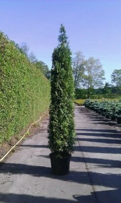 Groene Haagconifeer (Thuja Occidentalis 'Brabant') -Tuinplanten Winkel thuja brabant