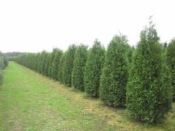 Groene Haagconifeer (Thuja Occidentalis 'Brabant') -Tuinplanten Winkel thuja brabant 200 250
