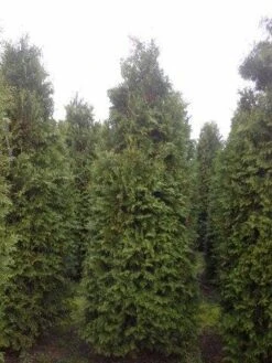 Groene Haagconifeer (Thuja Occidentalis 'Brabant') -Tuinplanten Winkel thuja brabant 300 350
