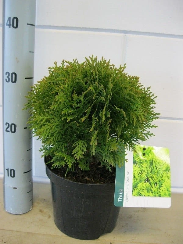 Thuja (Thuja Occidentalis 'Danica') 6 Thuja (Thuja Occidentalis 'Danica') - Afbeelding 4