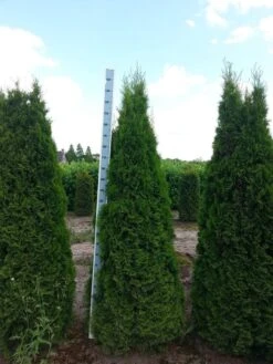 Westerse Levensboom (Thuja Occidentalis 'Smaragd') -Tuinplanten Winkel thuja occ. smaragd 225 250 cm