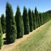 Grote Westerse Levensboom (Thuja Occidentalis 'Smaragd') -Tuinplanten Winkel thuja occ smarag 1