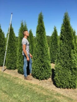 Grote Westerse Levensboom (Thuja Occidentalis 'Smaragd') -Tuinplanten Winkel thuja occ smaragd 200250