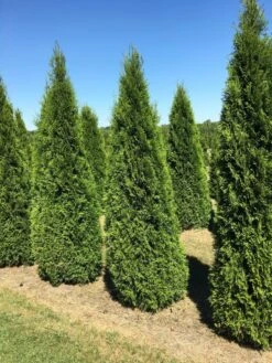 Grote Westerse Levensboom (Thuja Occidentalis 'Smaragd') -Tuinplanten Winkel thuja occ smaragd 200250 2