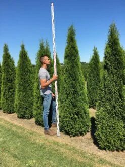 Grote Westerse Levensboom (Thuja Occidentalis 'Smaragd') -Tuinplanten Winkel thuja occ smaragd 250300