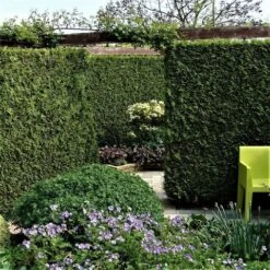 Groene Haagconifeer (Thuja Occidentalis 'Brabant')