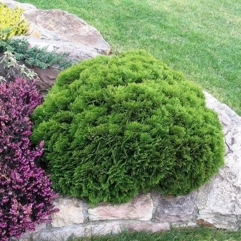 Thuja (Thuja Occidentalis 'Danica') 3 Thuja (Thuja Occidentalis 'Danica')