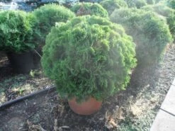 Thuja (Thuja Occidentalis 'Danica') 12 Thuja (Thuja Occidentalis 'Danica') -Tuinplanten Winkel thuja occidentalis danica 60 80 c30 1