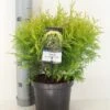 Levensboom (Thuja Occidentalis 'Golden Globe') -Tuinplanten Winkel thuja occidentalis golden globe c3 m 2