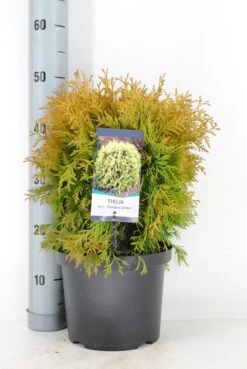 Levensboom (Thuja Occidentalis 'Golden Globe') -Tuinplanten Winkel thuja occidentalis golden globe c5 m 1