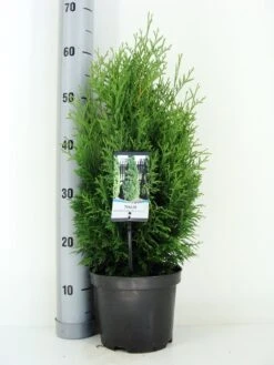 Levensboom (Thuja Occidentalis 'Holmstrup') -Tuinplanten Winkel thuja occidentalis holmstrup zomer c3 m