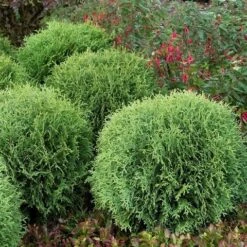 Levensboom (Thuja Occidentalis 'Little Giant') 7 Levensboom (Thuja Occidentalis 'Little Giant') -Tuinplanten Winkel thuja occidentalis little giant