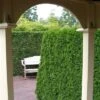 Westerse Levensboom (Thuja Occidentalis 'Smaragd') -Tuinplanten Winkel thuja occidentalis smaragd