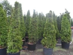Westerse Levensboom (Thuja Occidentalis 'Smaragd') -Tuinplanten Winkel thuja occidentalis smaragd 175 200 250 300 c110 130