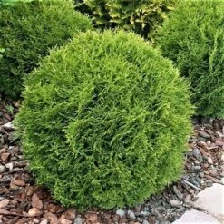 Thuja (Thuja Occidentalis 'Tiny Tim') 13 Thuja (Thuja Occidentalis 'Tiny Tim') -Tuinplanten Winkel thuja occidentalis tiny tim