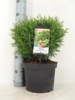 Thuja (Thuja Occidentalis 'Tiny Tim') 11 Thuja (Thuja Occidentalis 'Tiny Tim') -Tuinplanten Winkel thuja occidentalis tiny tim zomer c5 m