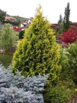 Levensboom (Thuja Occidentalis 'Yellow Ribbon') 7 Levensboom (Thuja Occidentalis 'Yellow Ribbon') -Tuinplanten Winkel thuja occidentalis yellow ribbon