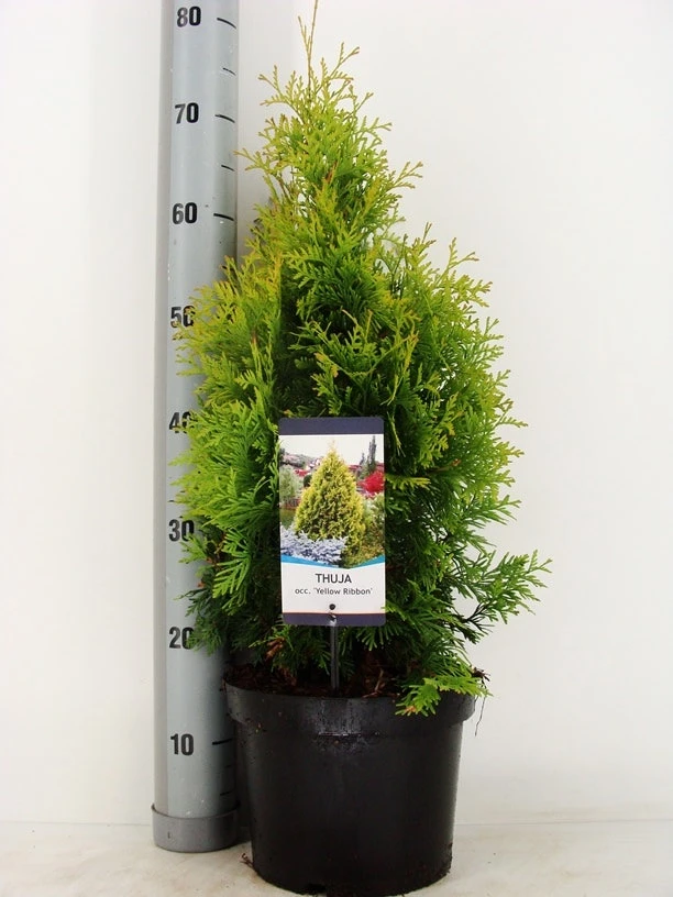 Levensboom (Thuja Occidentalis 'Yellow Ribbon') 4 Levensboom (Thuja Occidentalis 'Yellow Ribbon') - Afbeelding 2