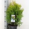 Levensboom (Thuja Occidentalis 'Yellow Ribbon') 2 Levensboom (Thuja Occidentalis 'Yellow Ribbon') -Tuinplanten Winkel thuja occidentalis yellow ribbon c3 m