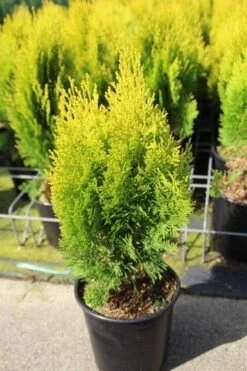 Levensboom (Thuja Orientalis 'Aurea Nana') -Tuinplanten Winkel thuja orientalis aurea nana 1