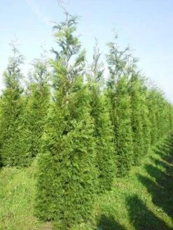 Levensboom (Thuja Plicata 'Martin') 25 Levensboom (Thuja Plicata 'Martin') -Tuinplanten Winkel thuja pl martin 300 350