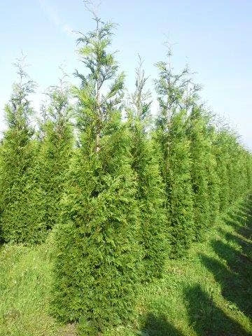 Levensboom (Thuja Plicata 'Martin') 10 Levensboom (Thuja Plicata 'Martin') - Afbeelding 8