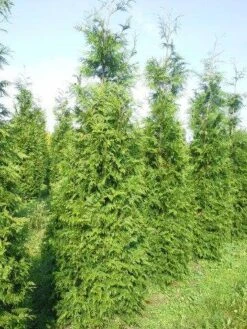 Levensboom (Thuja Plicata 'Martin') 27 Levensboom (Thuja Plicata 'Martin') -Tuinplanten Winkel thuja pl martin 300 350 2