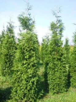 Levensboom (Thuja Plicata 'Martin') 26 Levensboom (Thuja Plicata 'Martin') -Tuinplanten Winkel thuja pl martin 300 350 3