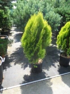 Levensboom (Thuja Orientalis 'Aurea Nana') -Tuinplanten Winkel thuja platycladus orientalis aurea nana 50 60
