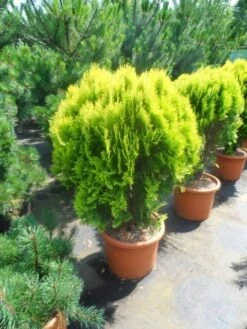 Levensboom (Thuja Orientalis 'Aurea Nana') -Tuinplanten Winkel thuja platycladus orientalis aurea nana 60 80