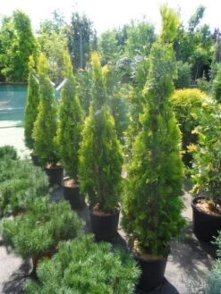 Levensboom (Thuja Orientalis 'Pyramidalis Aurea') -Tuinplanten Winkel thuja platycladus orientalis pyramidalis aurea 150 175