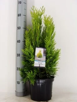 Levensboom (Thuja Plicata '4ever Goldy') -Tuinplanten Winkel thuja plicata 4 ever goldy zomer c3 m