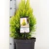 Levensboom (Thuja Plicata '4ever Goldy') -Tuinplanten Winkel thuja plicata 4ever goldy c5 m