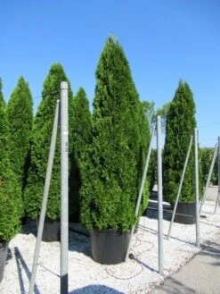 Westerse Levensboom (Thuja Occidentalis 'Smaragd') -Tuinplanten Winkel thuja smaragd
