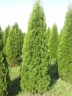 Westerse Levensboom (Thuja Occidentalis 'Smaragd') -Tuinplanten Winkel thuja smaragd 250 300