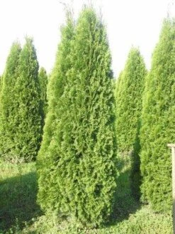 Westerse Levensboom (Thuja Occidentalis 'Smaragd') -Tuinplanten Winkel thuja smaragd 250 300 1