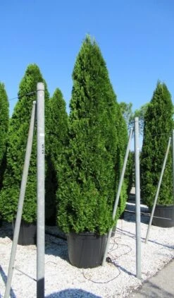 Westerse Levensboom (Thuja Occidentalis 'Smaragd') -Tuinplanten Winkel thuja smaragd 2