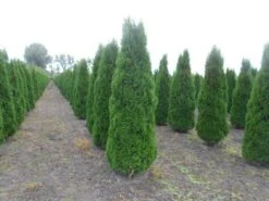 Westerse Levensboom (Thuja Occidentalis 'Smaragd') -Tuinplanten Winkel thuja smaragd 300