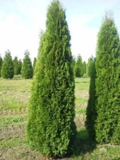 Westerse Levensboom (Thuja Occidentalis 'Smaragd') -Tuinplanten Winkel thuja smaragd 300 350