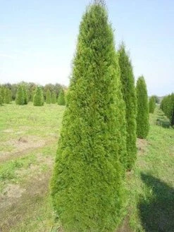 Westerse Levensboom (Thuja Occidentalis 'Smaragd') -Tuinplanten Winkel thuja smaragd 300 350 1