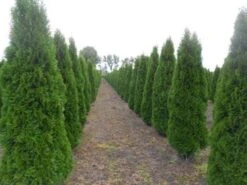 Westerse Levensboom (Thuja Occidentalis 'Smaragd') -Tuinplanten Winkel thuja smaragd 300 2